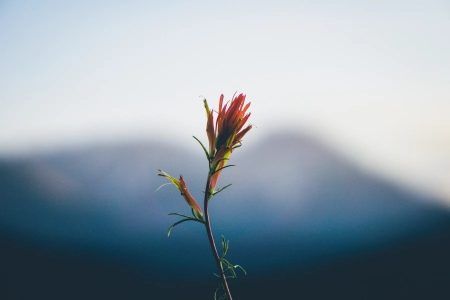 自然 植物 景深 山脉 治愈 清新 电脑壁纸 4K壁纸 6000x4000