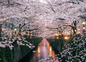 自然 鲜花 樱花 4K壁纸  3999x2666
