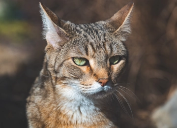 摄影 动物 野猫 户外 自然 肖像 沙漠 猫科 哺 阳光 4K壁纸  6016x3384
