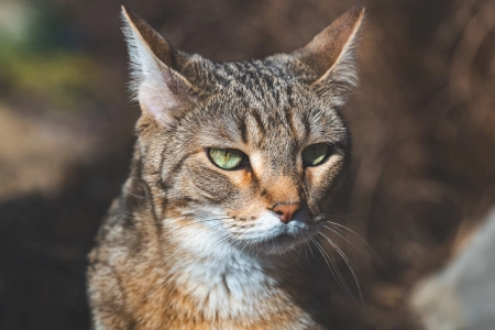 摄影 动物 野猫 户外 自然 肖像 沙漠 猫科 哺 阳光 4K壁纸 6016x3384