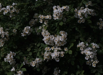 绿色 鲜花 植物 4K壁纸  5456x3064