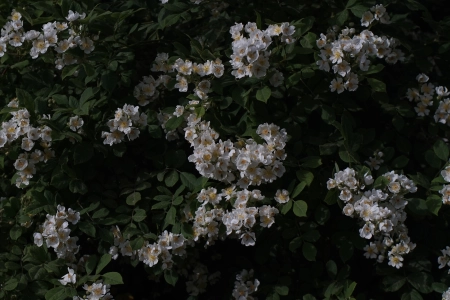 绿色 鲜花 植物 4K壁纸 5456x3064