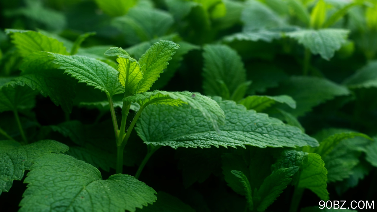 绿色 自然 植物 摄影 春天 景深 4K壁纸
