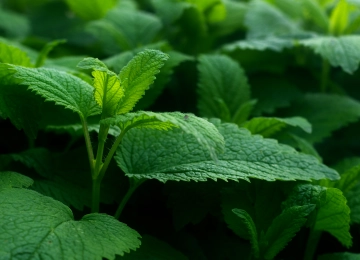 绿色 自然 植物 摄影 春天 景深 4K壁纸  3840x2160