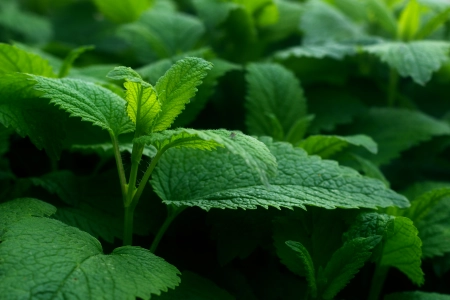 绿色 自然 植物 摄影 春天 景深 4K壁纸 3840x2160