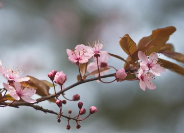花卉 花瓣 大自然 树木 春天 淡粉色 樱花 电脑壁纸 4K壁纸  3840x2162