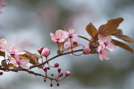 花卉 花瓣 大自然 树木 春天 淡粉色 樱花 电脑壁纸 4K壁纸 3840x2162
