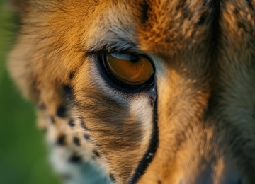 眼睛 人工智能艺术 动物 特写 猎豹 电脑壁纸 4K壁纸  5824x3264