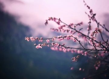 摄影 植物 户外 粉色花朵 花朵 4K壁纸  6000x4000