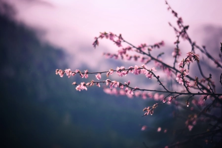 摄影 植物 户外 粉色花朵 花朵 4K壁纸 6000x4000
