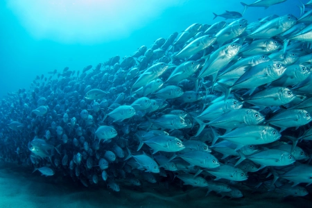 鱼 水下 海洋 水 动物 自然 极简主义 简单背景  电脑壁纸 4K壁纸 3840x2160