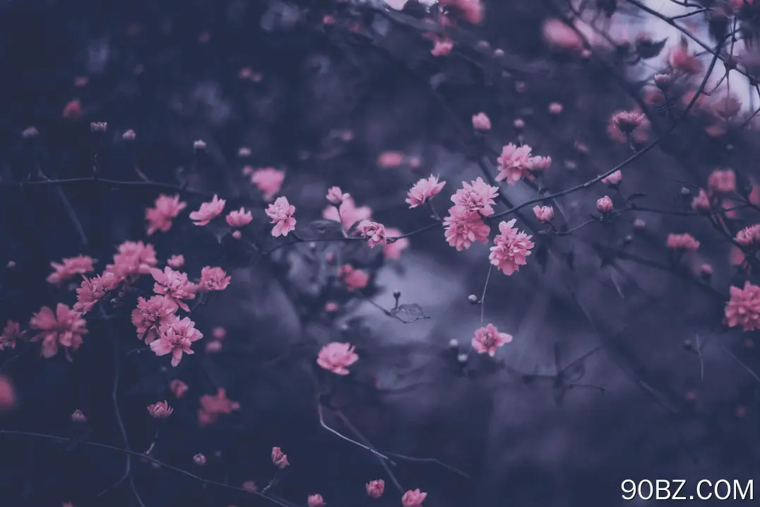 樱花紫粉春枝