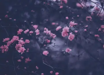 樱花紫粉春枝  4000x2666