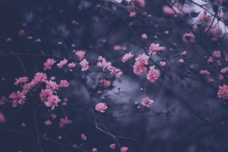 樱花紫粉春枝 4000x2666