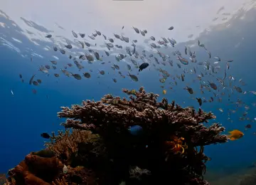水下 鲨鱼 鱼群 珊瑚 自然 水面 动物 4K壁纸  3840x2160