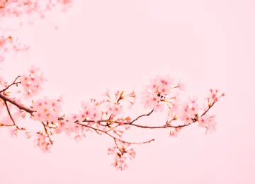 樱花 粉色 背景 树枝 简单背景 明亮 花朵 自然 4K壁纸  4896x3264