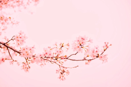 樱花 粉色 背景 树枝 简单背景 明亮 花朵 自然 4K壁纸 4896x3264