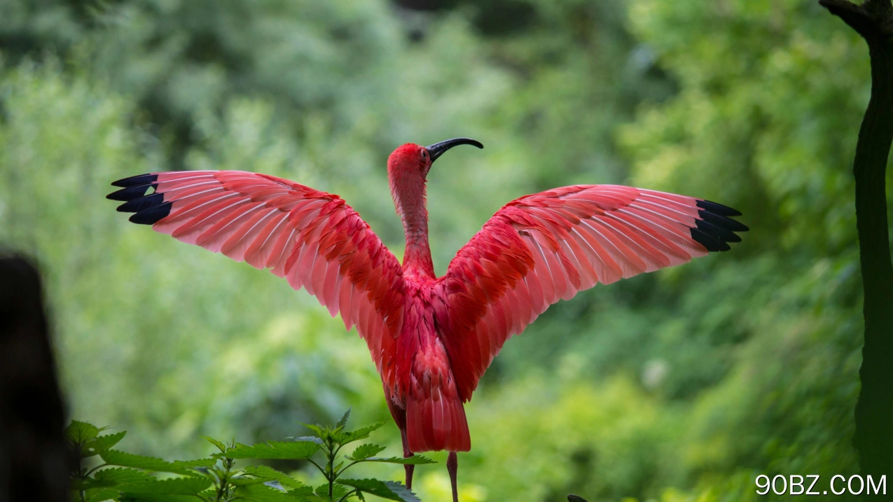 大火烈鸟,Ibis,Ciconiiformes,鸟,壁纸,3840x2160