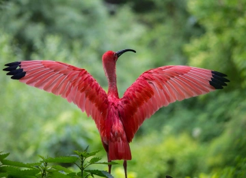 大火烈鸟,Ibis,Ciconiiformes,鸟,壁纸,3840x2160  3840x2160