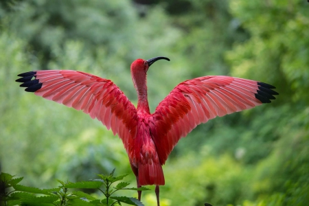 大火烈鸟,Ibis,Ciconiiformes,鸟,壁纸,3840x2160 3840x2160