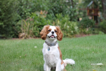 伴侣的狗,美国可卡猎犬,边境牧羊犬,骑士查理王猎犬,阿拉斯加*克利凯,壁纸,3840x2160 3840x2160