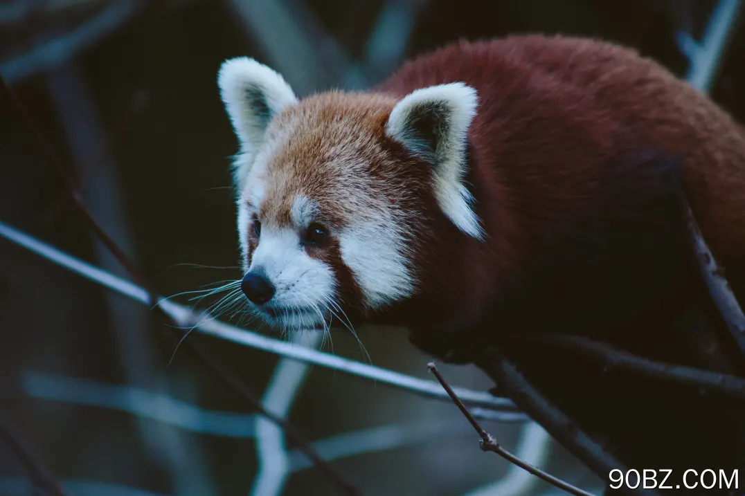 动物 熊猫 小熊猫 动物园 萌宠 治愈 电脑壁纸 4K壁纸