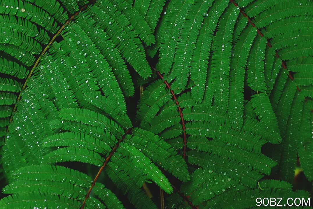 叶子 自然 植物 水滴 