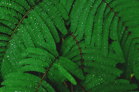 叶子 自然 植物 水滴  4896x3264