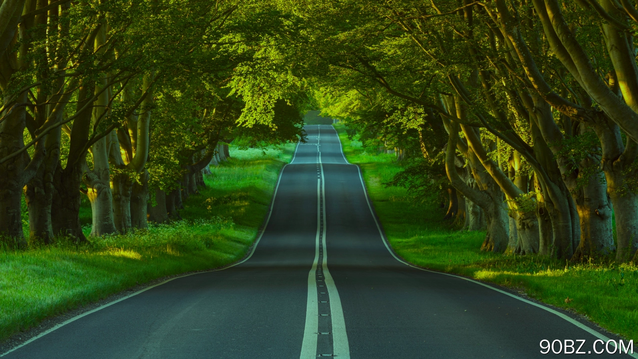 自然 景观 树木 道路 沥青 草 植物 树木 隧道 4K壁纸