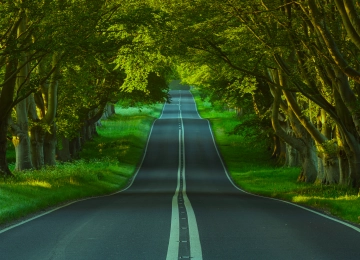 自然 景观 树木 道路 沥青 草 植物 树木 隧道 4K壁纸  5120x2880