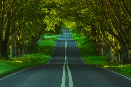 自然 景观 树木 道路 沥青 草 植物 树木 隧道 4K壁纸 5120x2880