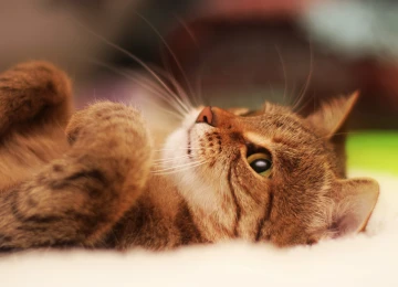 猫 动物  特写 可爱 治愈 电脑壁纸 4K壁纸  3840x2400