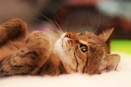 猫 动物  特写 可爱 治愈 电脑壁纸 4K壁纸 3840x2400