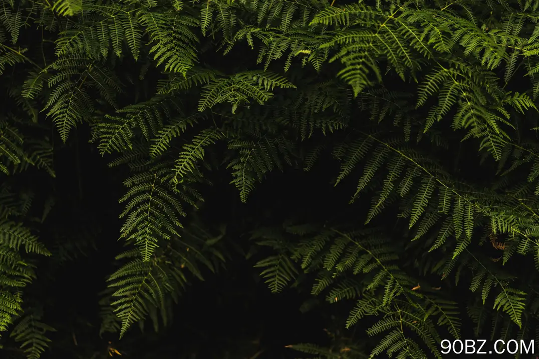 叶子 植物 自然 绿色 阴影 特写  电脑壁纸 4K壁纸 绿色 护眼
