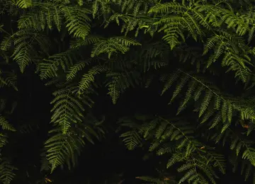 叶子 植物 自然 绿色 阴影 特写  电脑壁纸 4K壁纸 绿色 护眼  3840x2560