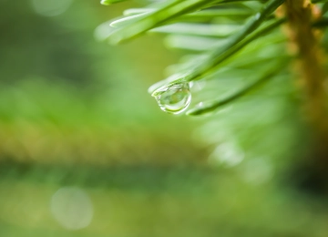自然 松树 波克 水滴 绿色 微距 植物 摄影 景深 背景模糊 模糊 树叶  电脑壁纸 4K壁纸  6000x3376