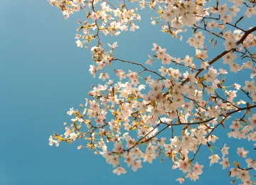 树木 樱花 植物 4K壁纸  4272x2848