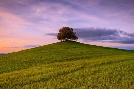 自然 风景 树木 草 田野 云 天空 日出 4K壁纸 6200x3000