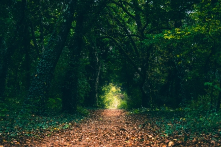 森林 路径 树叶 树木 自然  电脑壁纸 4K壁纸 5584x3141