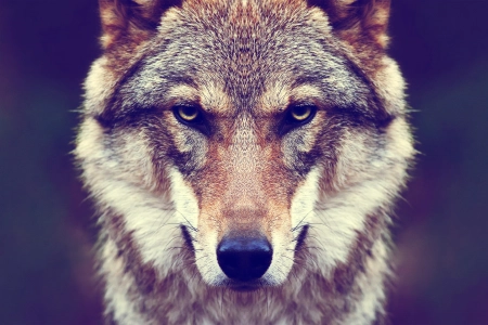 动物 毛皮 狼 自然 对称 哺动物 特写 动物眼睛 4K壁纸 3840x2160