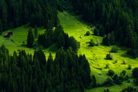 自然 风景 树木 松树 小山 森林 小屋 草 绿色 护眼 电脑壁纸 4K壁纸 4350x2500