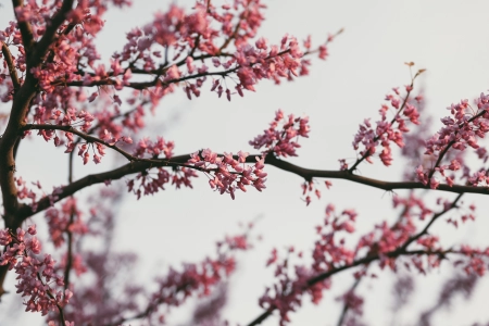 自然 摄影 户外 花朵 粉色 花朵 黄昏 春天 树木 树枝 明亮 东方  电脑壁纸 4K壁纸 3840x2160