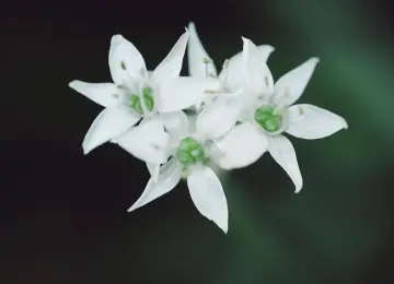 摄影 植物 自然 花卉 宏观 极简主义 特写  电脑壁纸 4K壁纸  3840x2160