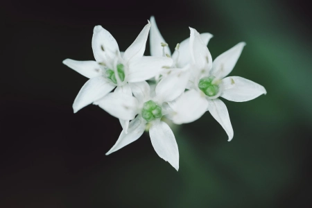 摄影 植物 自然 花卉 宏观 极简主义 特写  电脑壁纸 4K壁纸 3840x2160