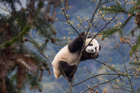 熊猫 树 自然 动物 分支 简单背景 极简主义  3840x2160