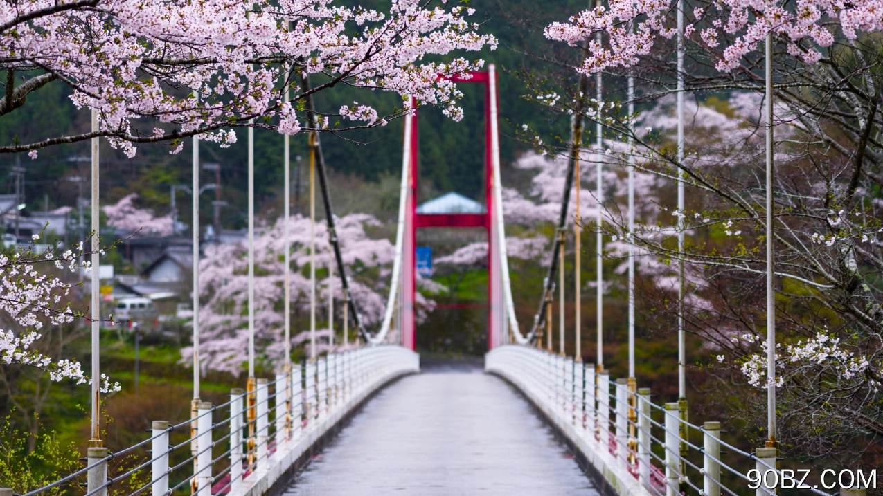 自然 树木 桥梁 樱花 雨 索桥 景深 摄影 花卉 4K壁纸