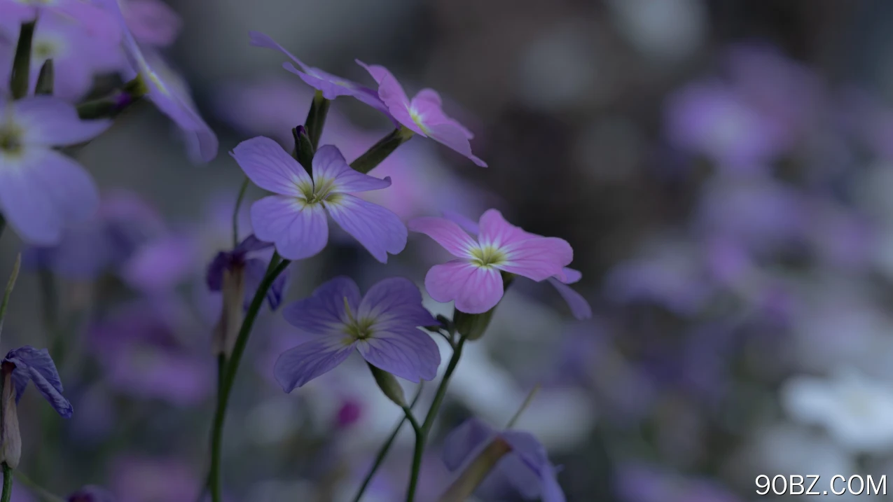 摄影 自然 花卉 模糊背景 特写 微距 4K壁纸