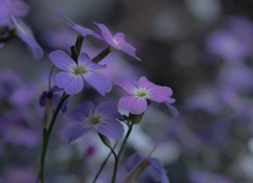 摄影 自然 花卉 模糊背景 特写 微距 4K壁纸  4096x2304