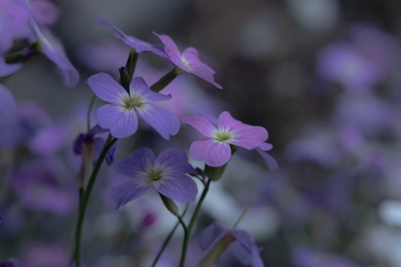 摄影 自然 花卉 模糊背景 特写 微距 4K壁纸 4096x2304