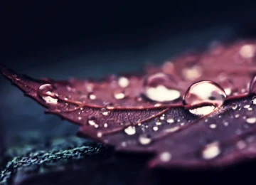 自然 树叶 水 宏观 水滴 植物 4K壁纸  3840x2160